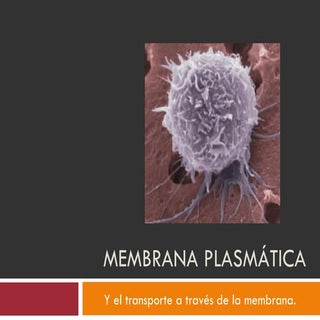 Membrana celular