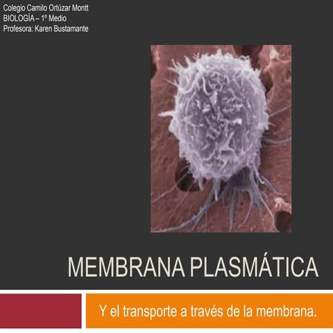 Membrana celular