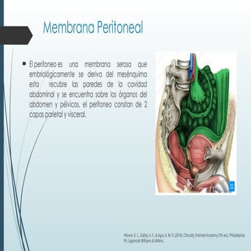 MEMBRANA PERITONEAL | PDF