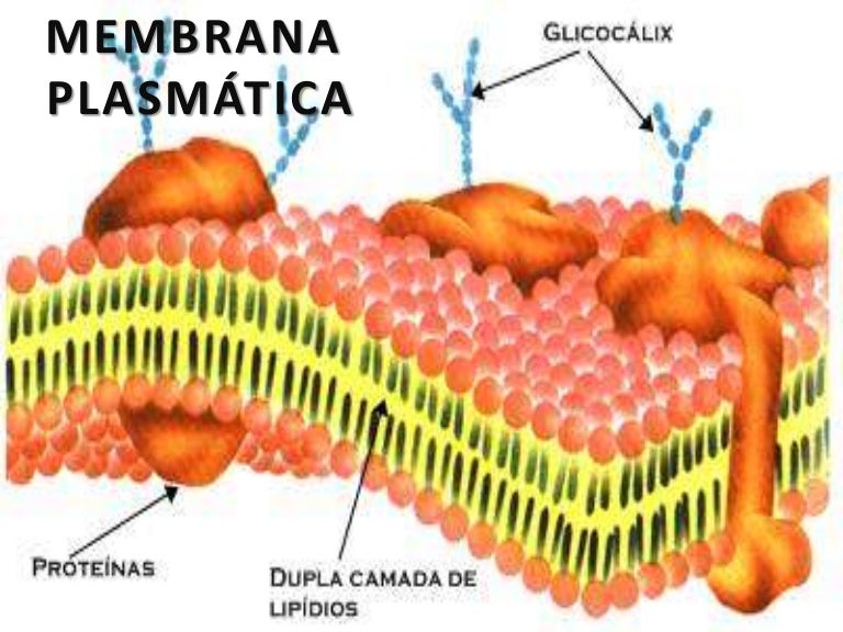 A Membrana Plasmática Das Células Exerce Uma Importante Função