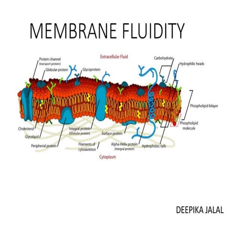 Membrane fluidity