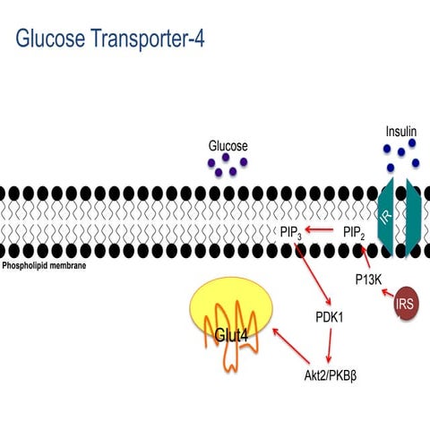 Membrane fusion