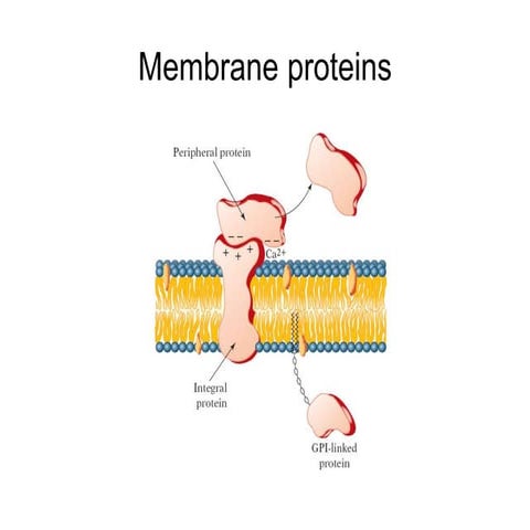 Membranes ch.4&amp;5