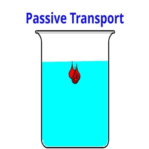 Membrane Transport_Passive Transport.pptx