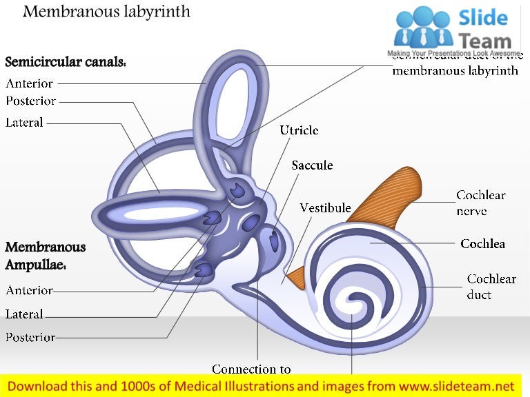 Membranous labyrinth medical images for power point