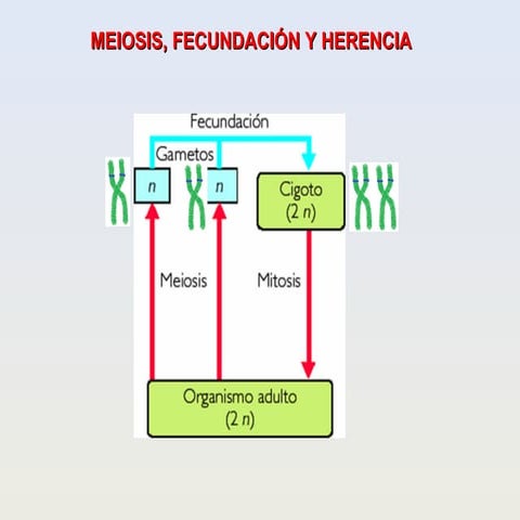 GENTICA: la herencia intermedia y la herencia codominante | PPTX