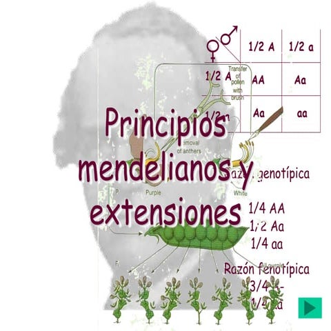 Mendel.ppt