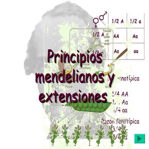 Mendelleyesdemendelysuhrenciadegenet.ppt