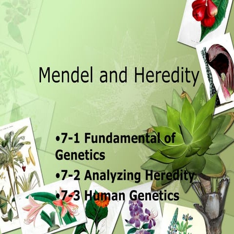 Mendel and heredity