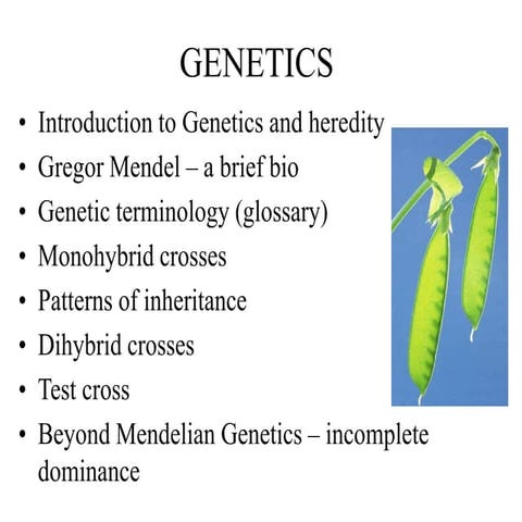 mendelian-genetics.ppt