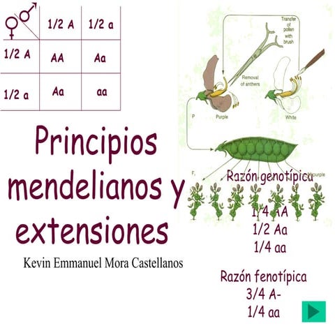 Mendel principios actividad de tarea eh investigación