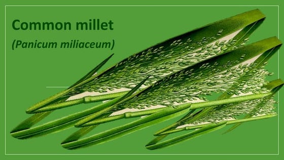 Post-harvest management of millet grains | PPTX
