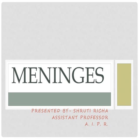 Meninges