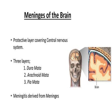 Meninges of the brain