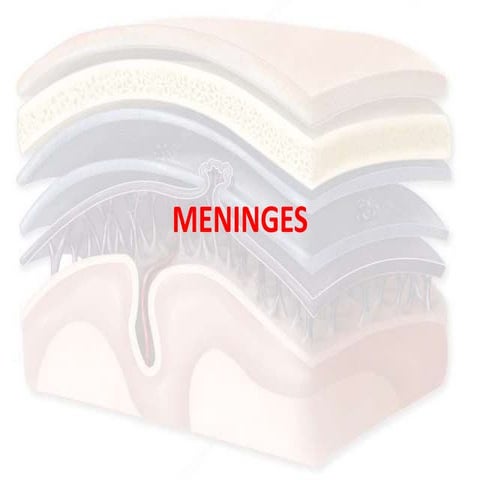 MENINGES OF THE BRAIN DETAIL ABOUT DURA MATER