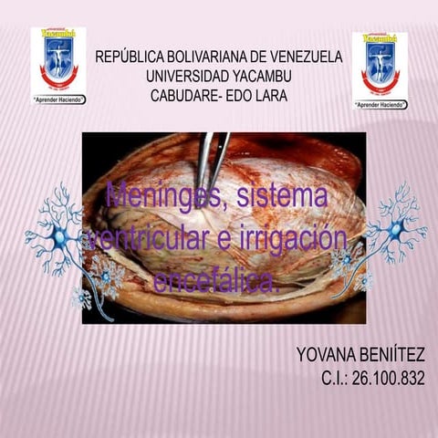Meninges.yovana