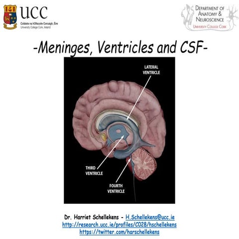 hey Meninges_vessels_ventricles_2024 2.pdf
