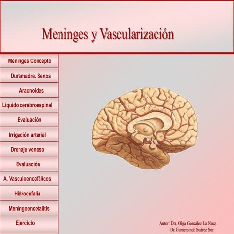 meninge y vascul.ppt