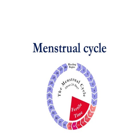 Menstrual cycle