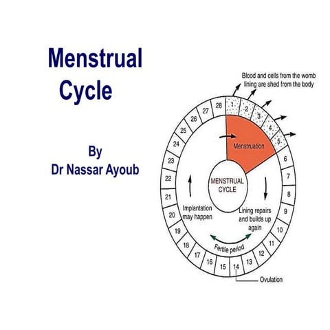 Menstrual cycle