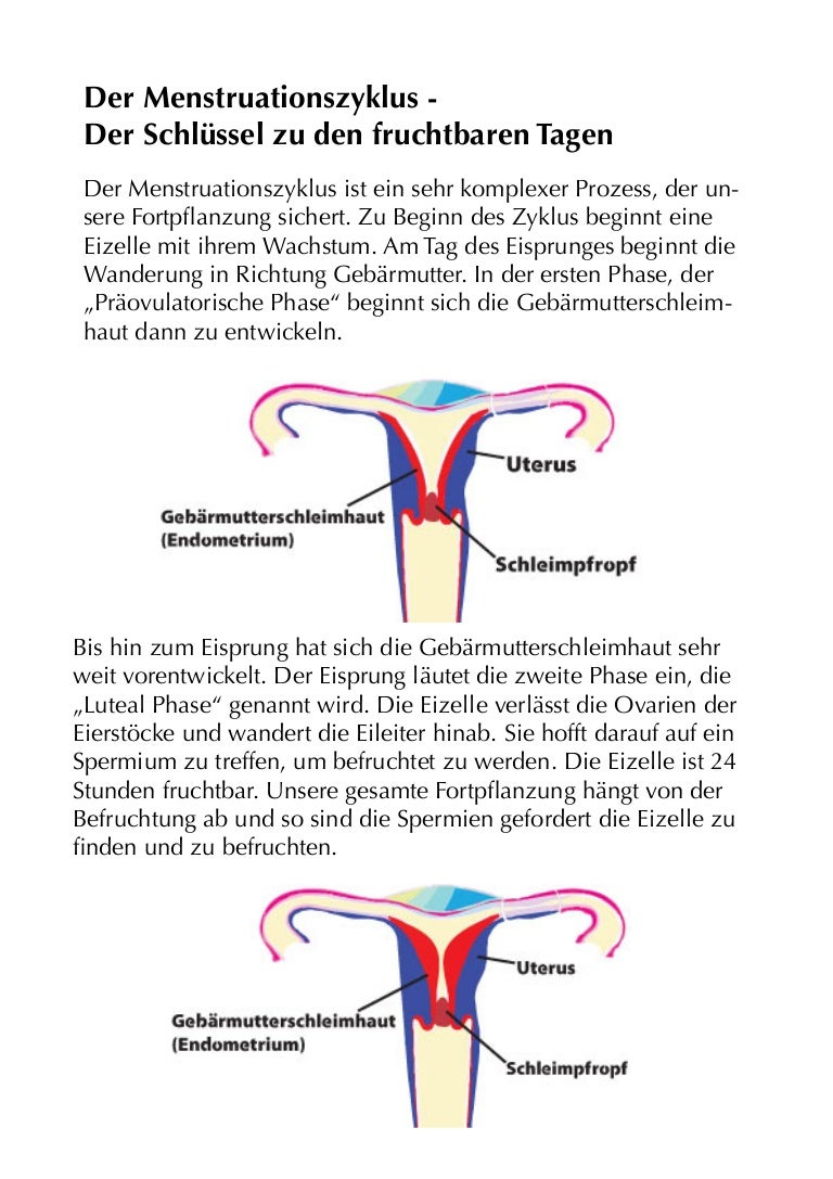 Menstruationszyklus Info
