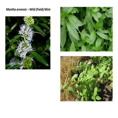 Mentha arvensis   photo show