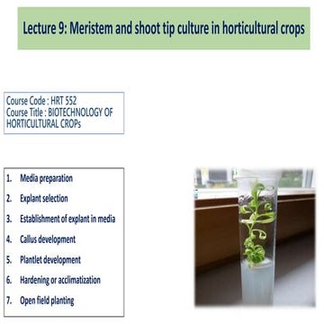 Meristem and shoot tip culture in horticultural crops