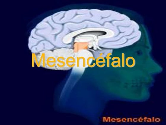 Mesencefalo. Neuroanatomía Clínica del Dr. Richard Snell. | PPT