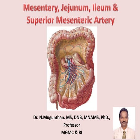 Mesentery, jejunum, ileum & superior mesenteric artery -PDF Lecture Notes -Dr...