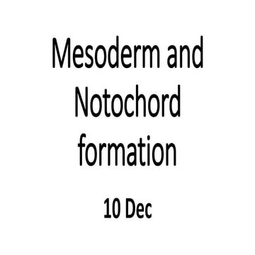 Mesoderm and notochord formation