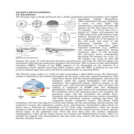 Pattern formation in drosophila | PDF