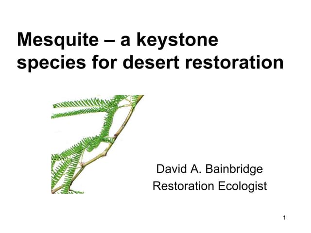 Mesquite as a Keystone Species in the Southwest