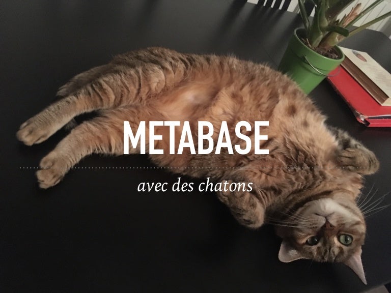 Metabase Avec Des Chatons