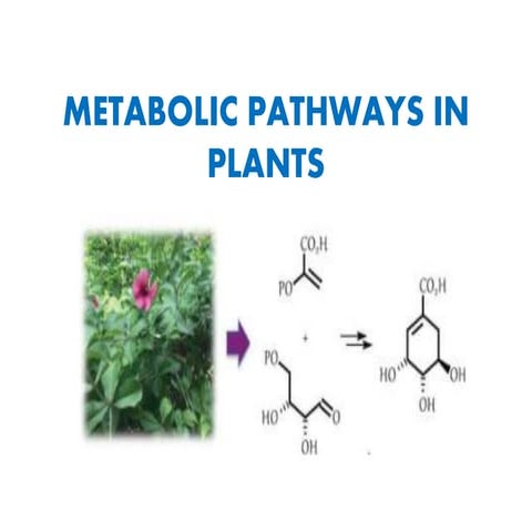 Metabolic pathways in plants