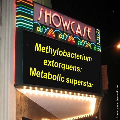 Methylobacterium extorquens: Metabolic superstar