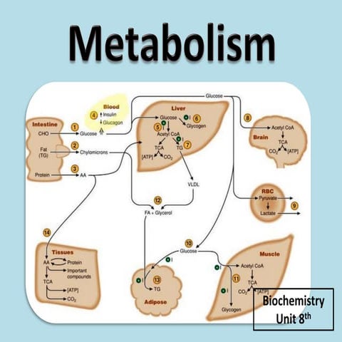metabolism from department of biochemistry Yobe State University