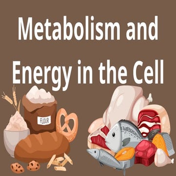 Metabolism and Energy in the Cell ATP to ADP Cycle