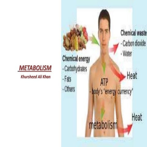 Metabolism anabolism & catabolism made easy and simple