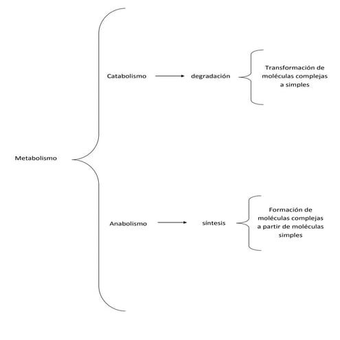 Metabolismo