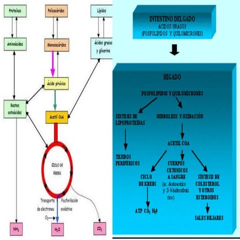 Comprehensive Overview of Lipid Metabolism: Catabolism, Synthesis, and ...