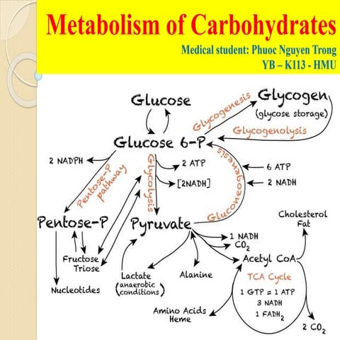 metabolismofcarbohydrates-191219112042 2.pdf