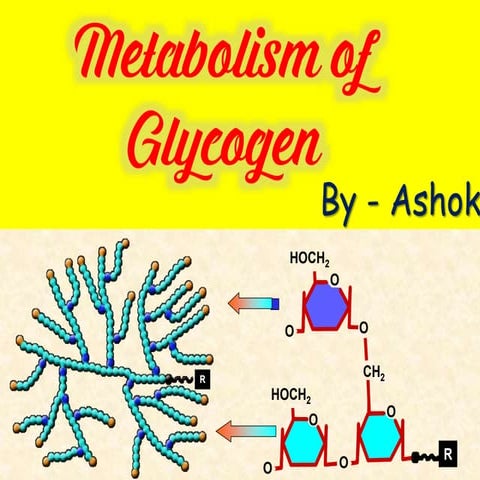 Metabolism of glycogen