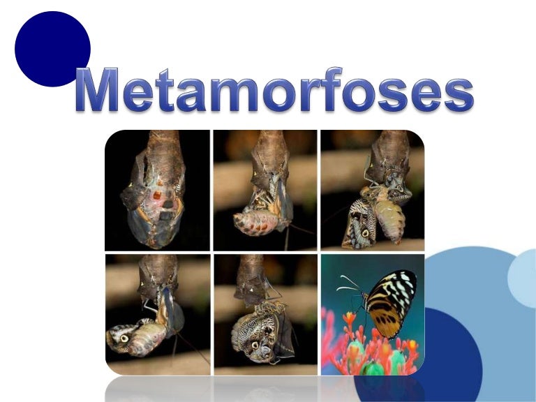 Curiosidades Sobre Animais Que Passam Por Metamorfose