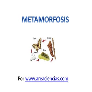 Metamorfosis