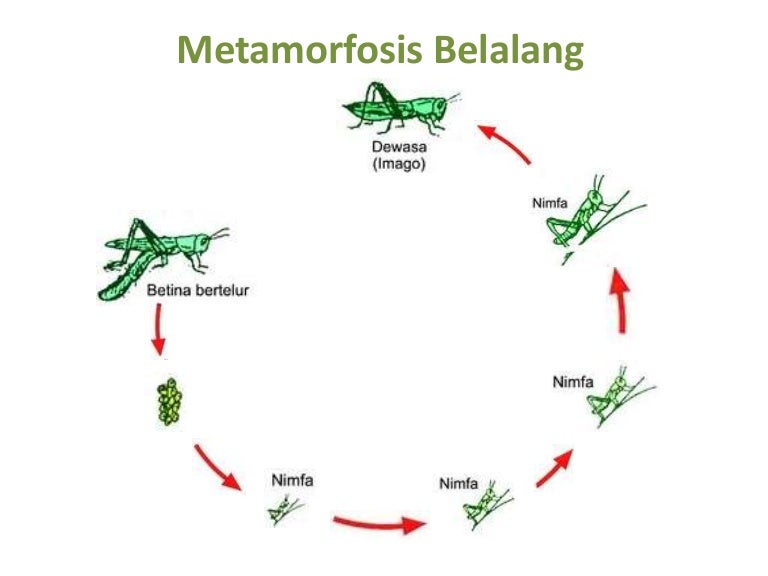 Image Result For Gambar Katak Metamorfosis Image Result For Gambar Katak Metamorfosis