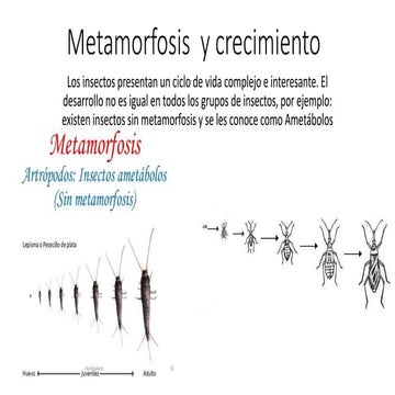 Reproducción y desarrollo de insectos.pdf