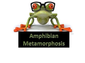Metamorphosis-amphibians, hormonal control | PPT