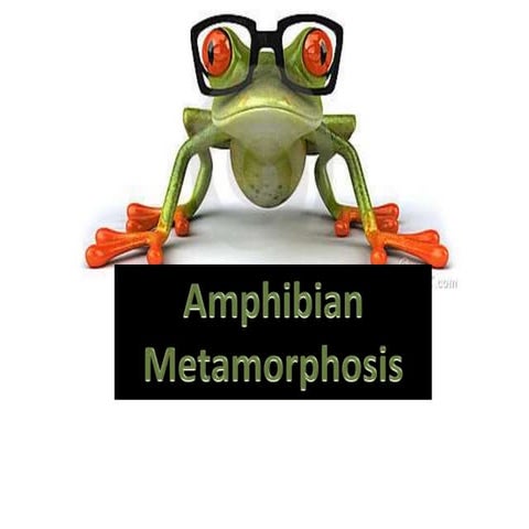 Amphibian Metamorphosis