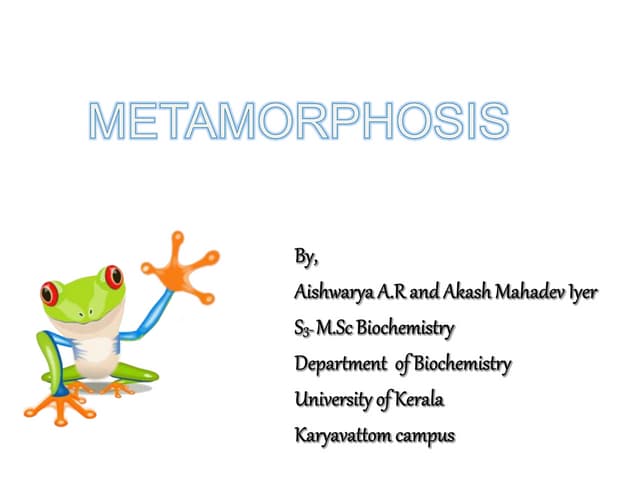 Metamorphosis-amphibians, hormonal control