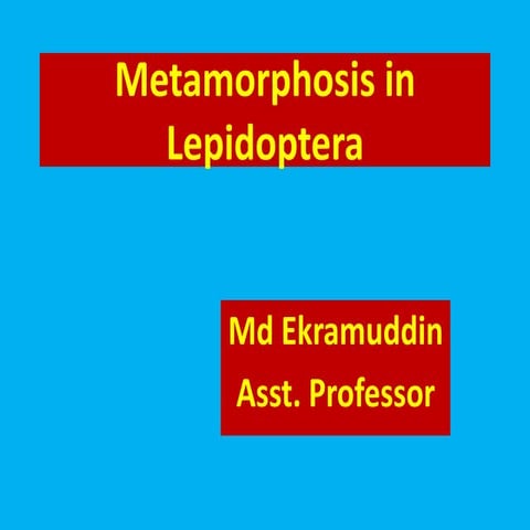 Metamorphosis in lepidoptera | PPTX
